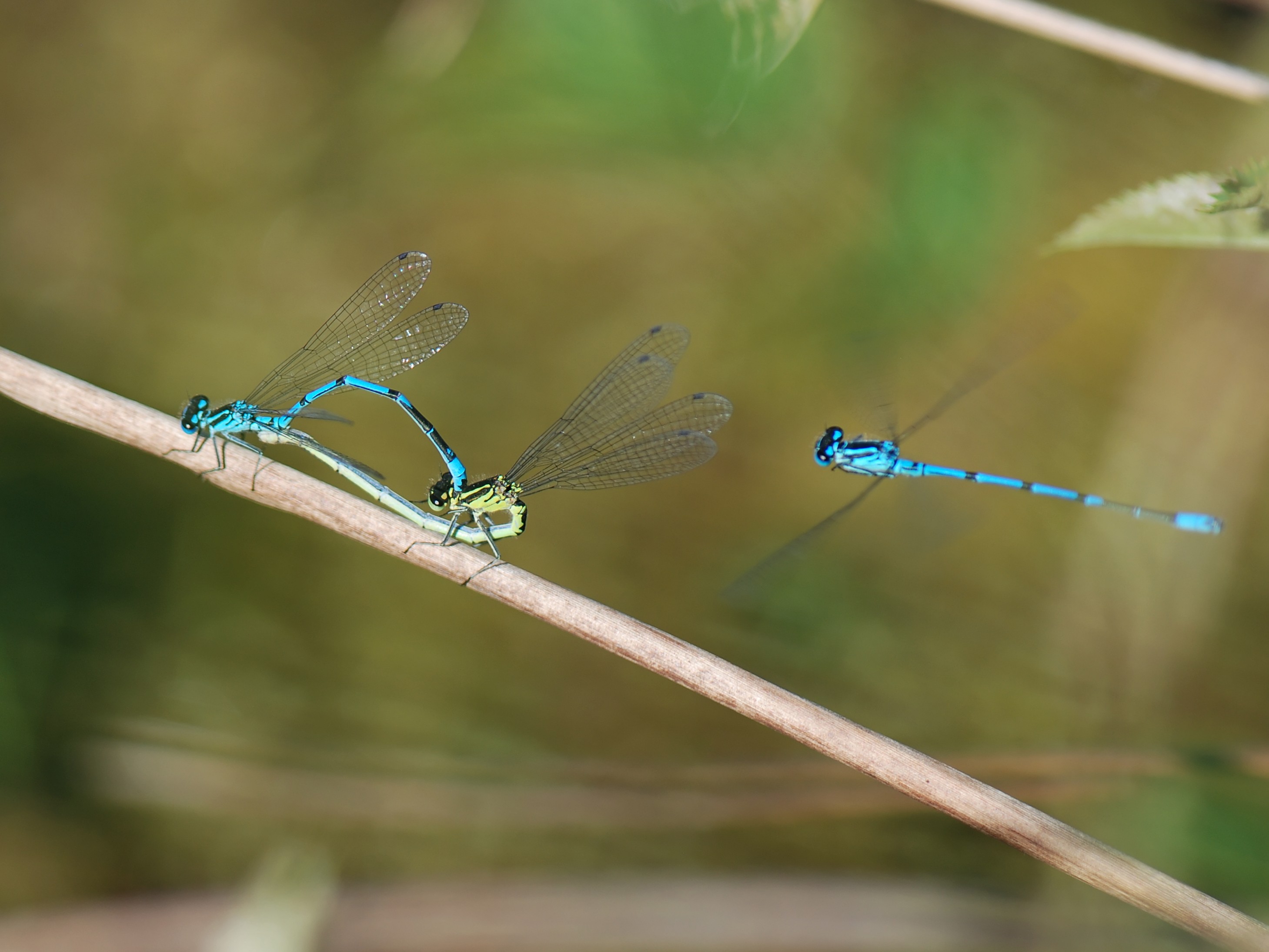 Azure Damsel, A'Bog dxo