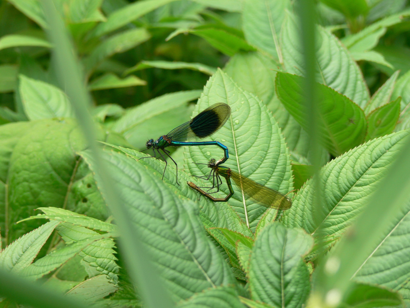 Banded Dem, mating OxC minimized