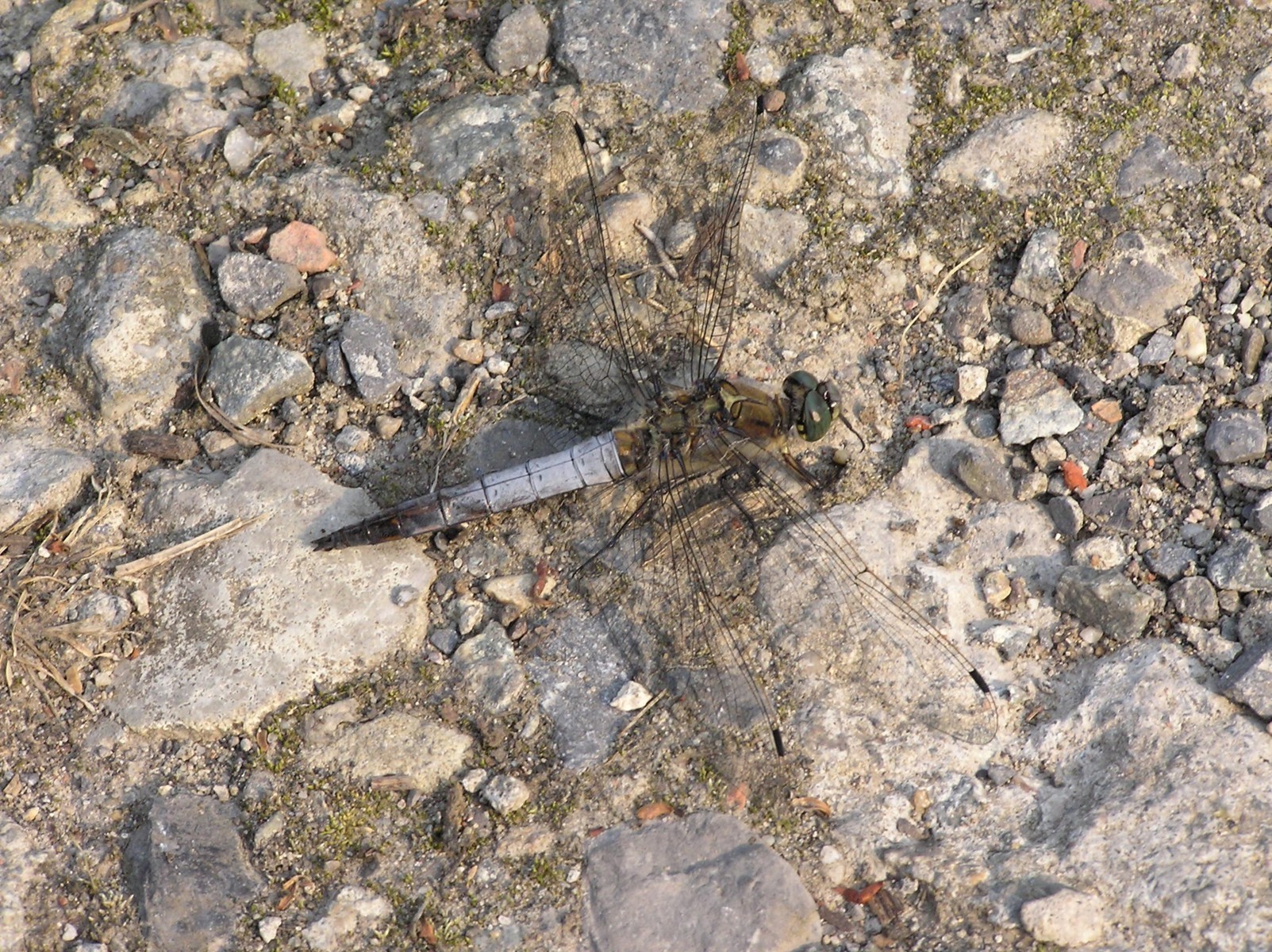 Black-tailed Skimmer'_DxO minimized