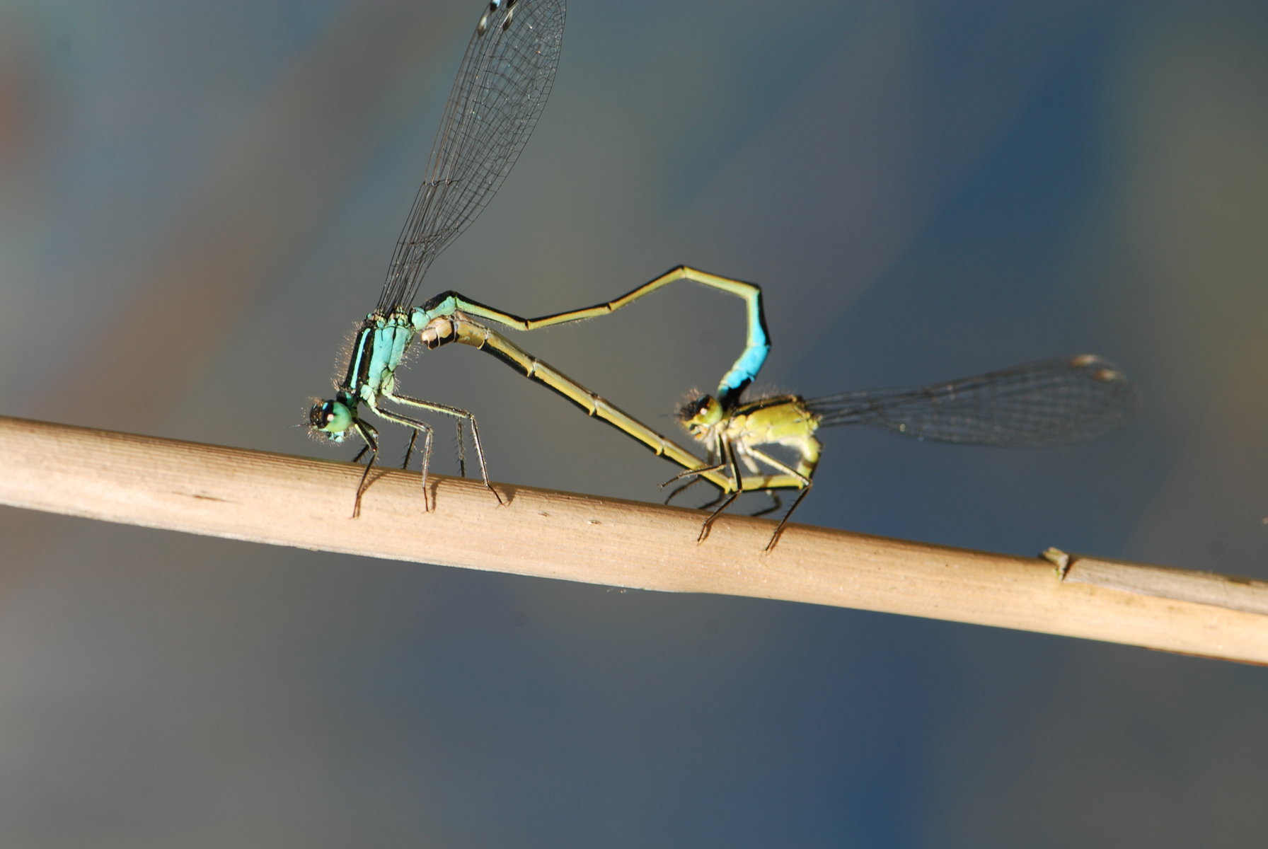 Blue Tailed Damsel' A'Bog minimized