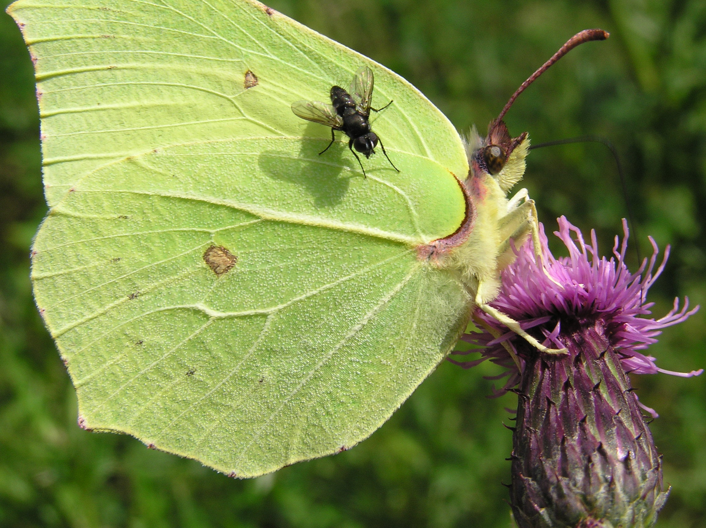 Brimstone butterfly. (Gonepteryx rhamni)