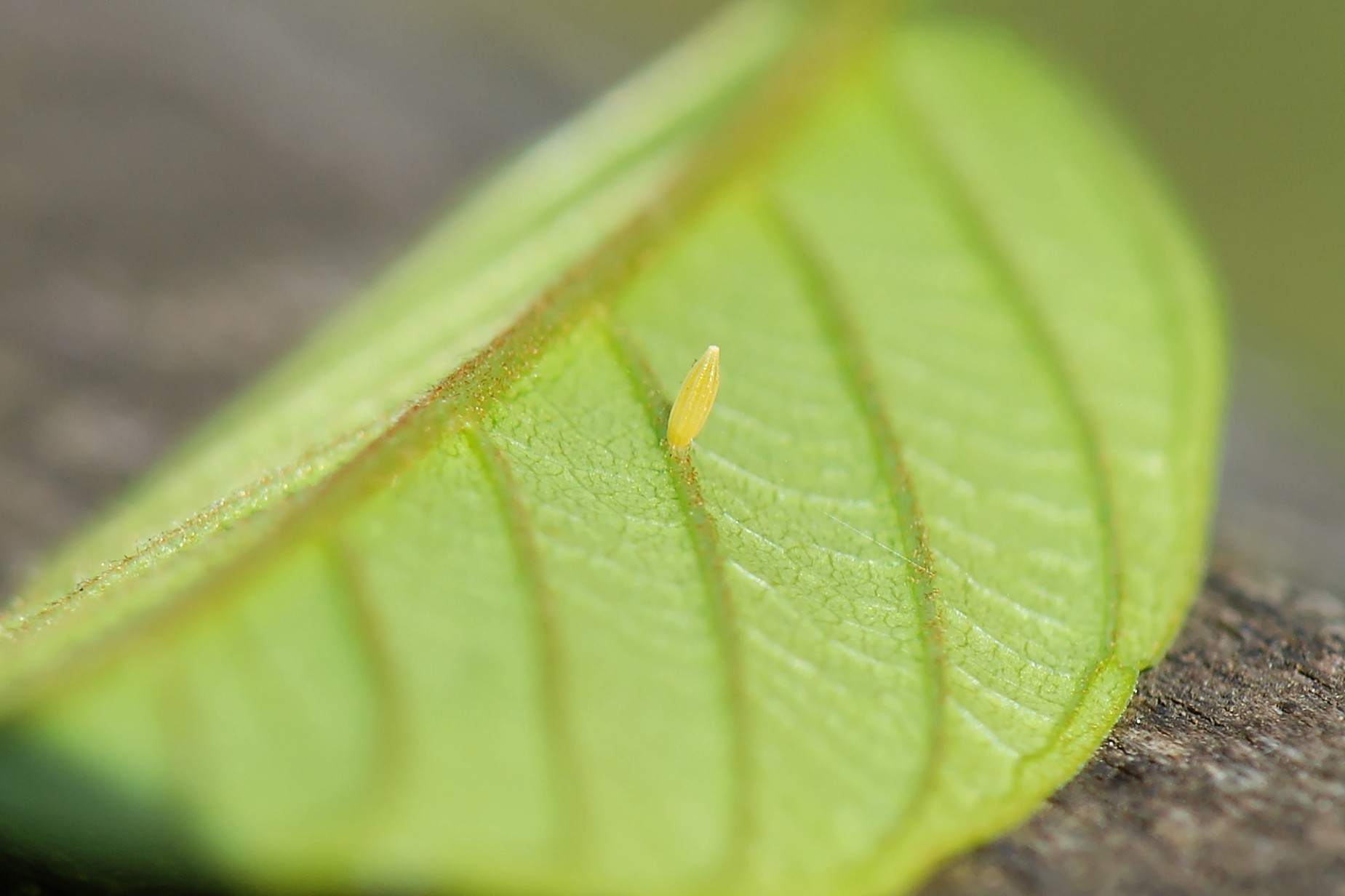 Egg of the Brimstone. Confirmation of their breeding in Ox Close.