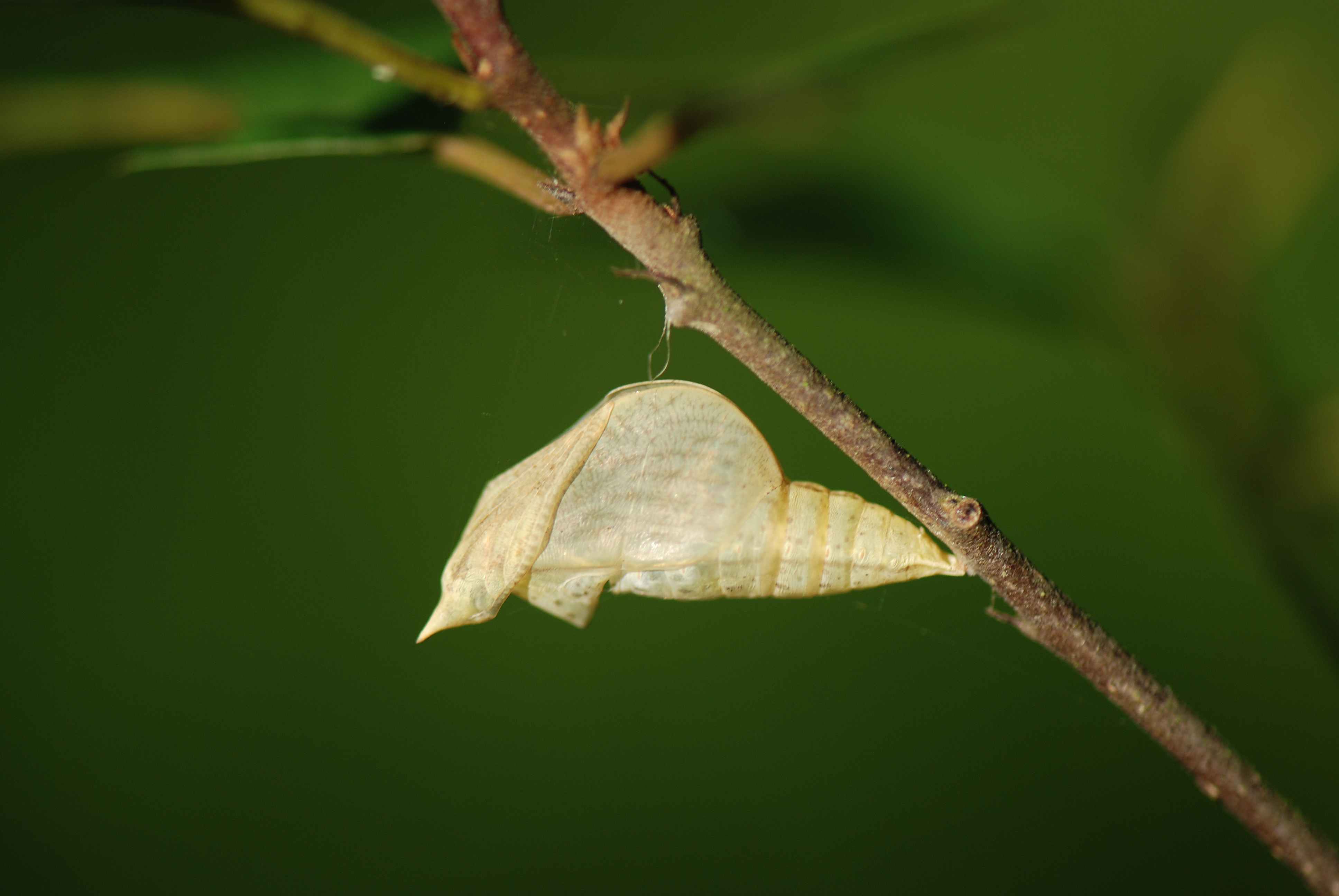 Brimstone chrysalis. An empty pupal case of a Brimstone. The supporting silk thread can just be seen.