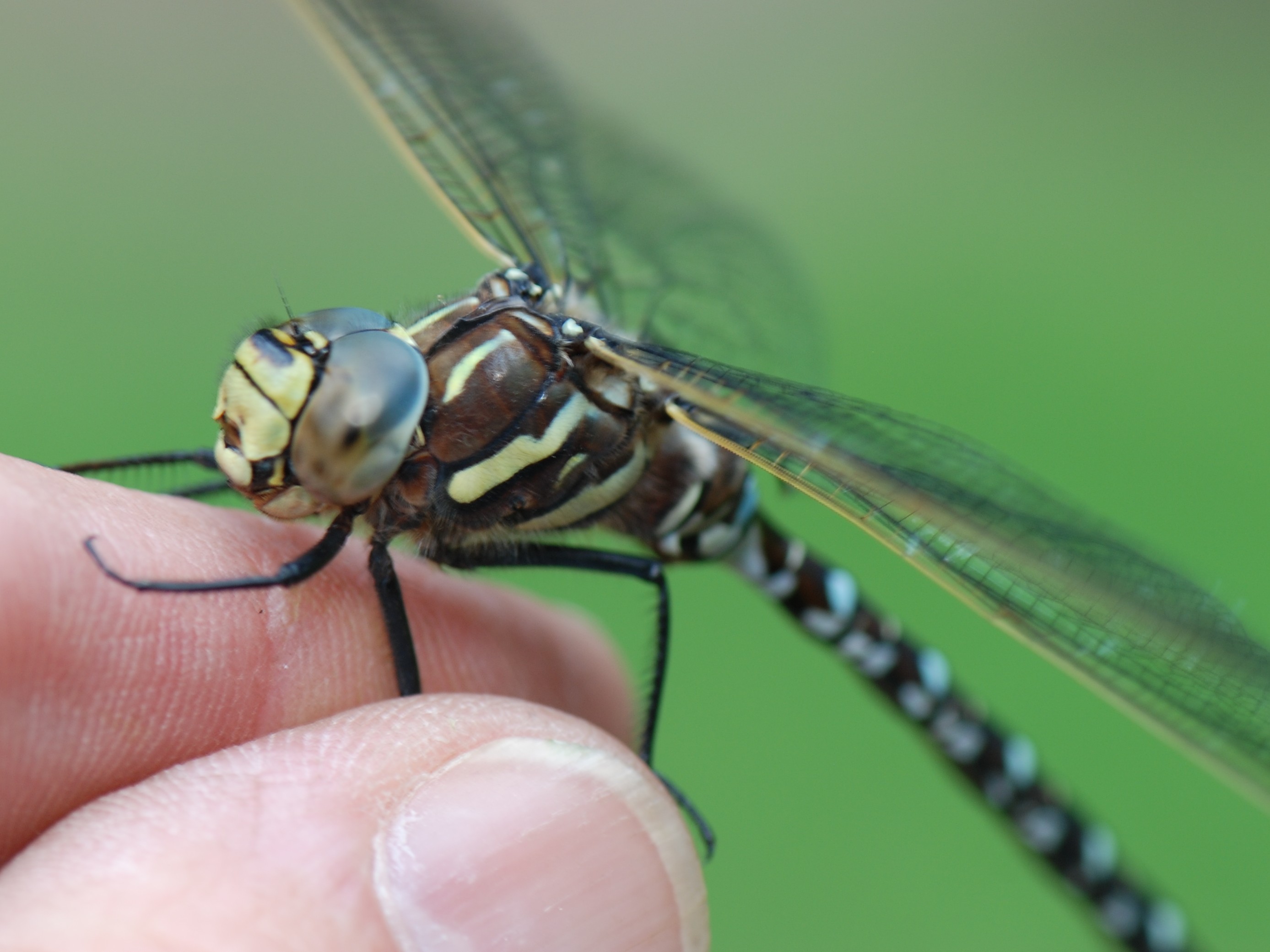 Common Hawker' Ox C