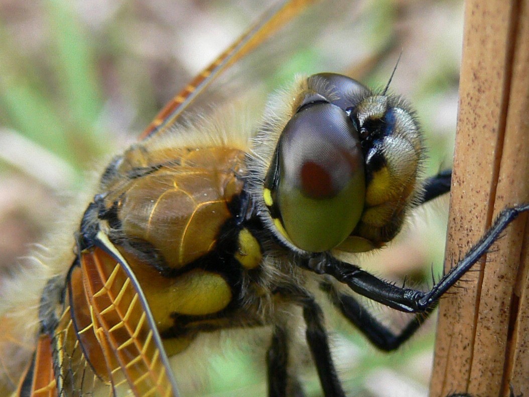 Four Spot Chaser'' Skip_DxO