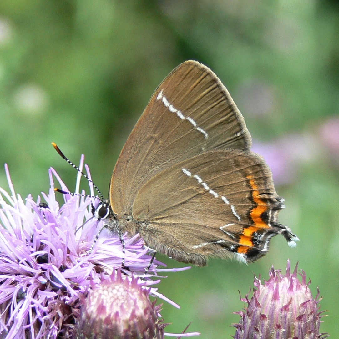  Hairstreak White-letter Hairstreak Satyrium w-album. There is a resident colony in Ox Close. Elm is the larval foodplant.