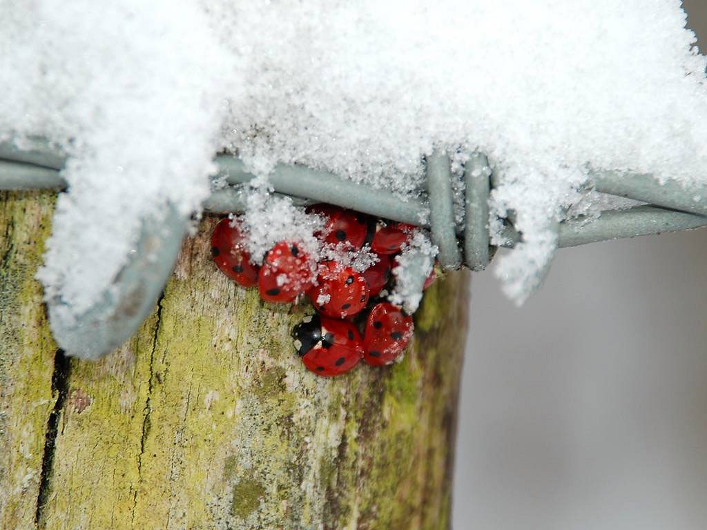 7 spot Ladybirds hibernating on a snowy fence post. The temperature was -3'C.