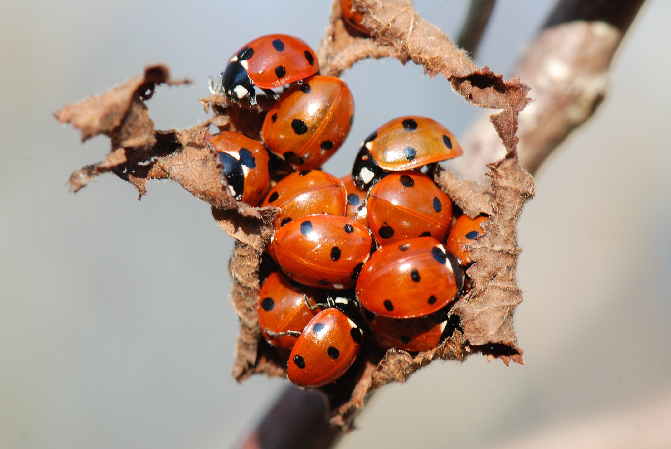 The 7-spot Ladybird Coccinella septempunctata is common everywhere. Here, a group is hibernating on a twig.