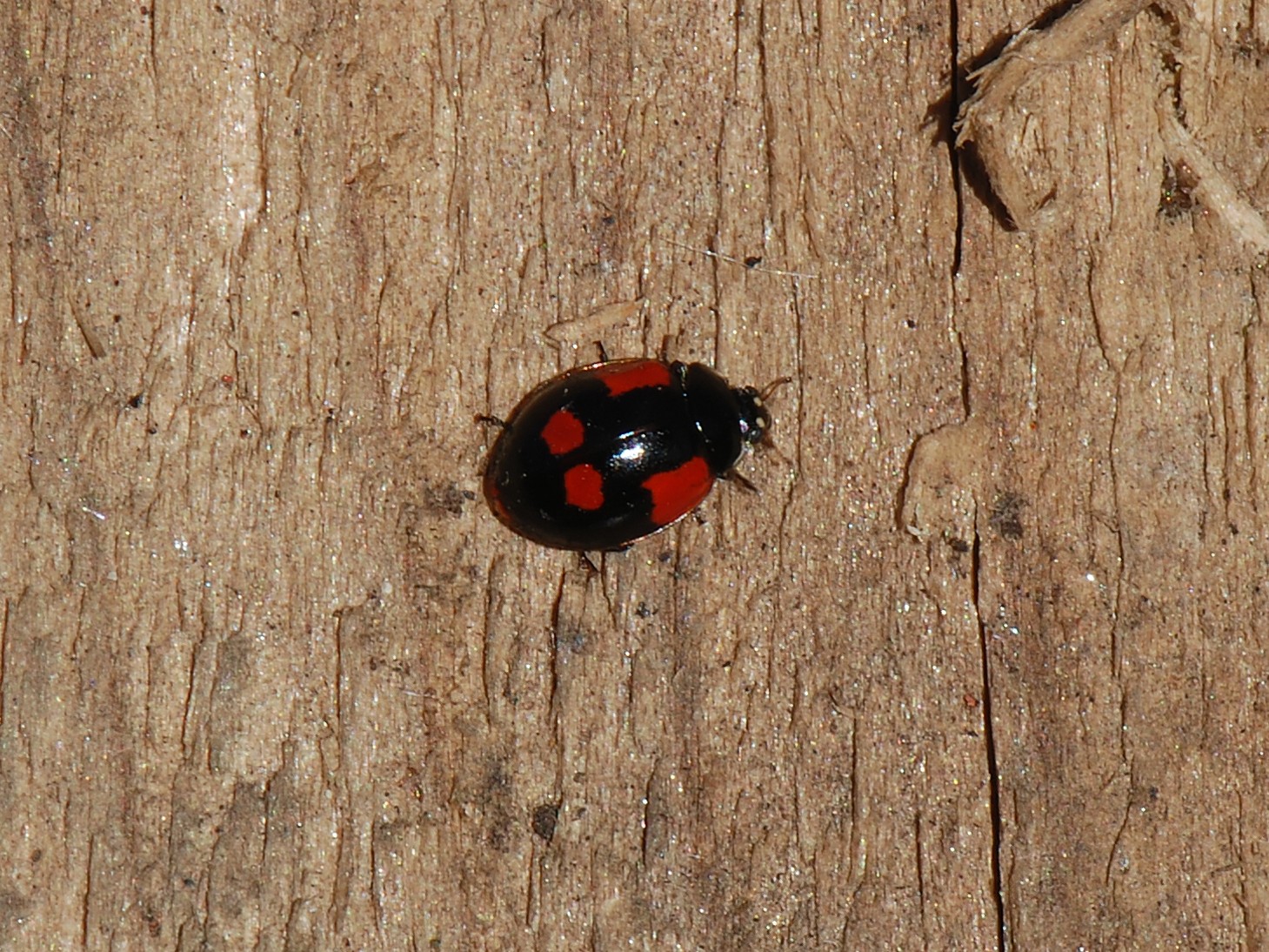 This is another colour form of the 2-spot Ladybird