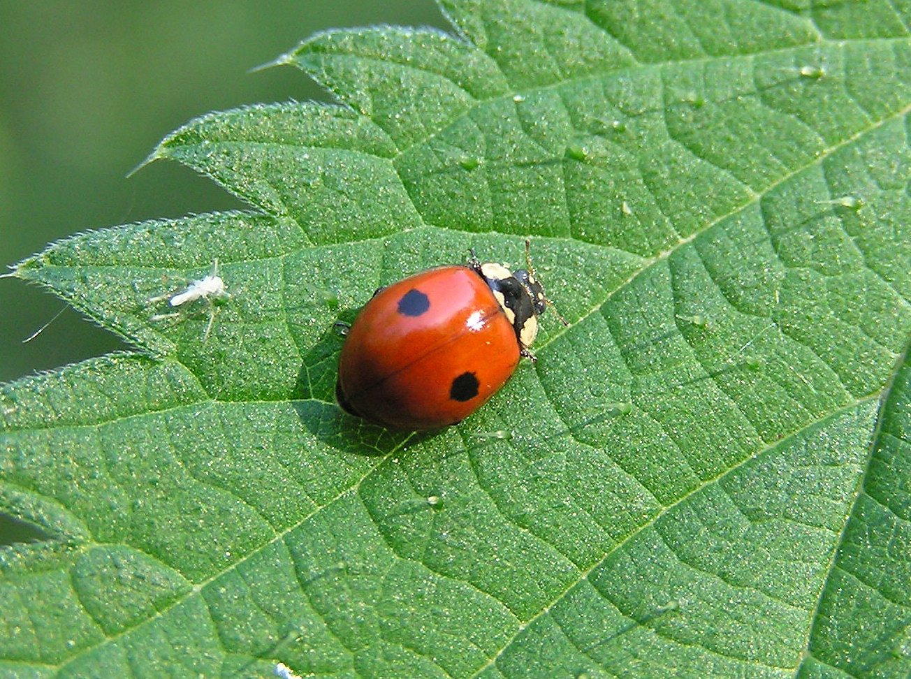 Two-spot Ladybird Adalia bipunctata, the 2-spot Ladybird is much smaller than the very common 7-spot ladybird