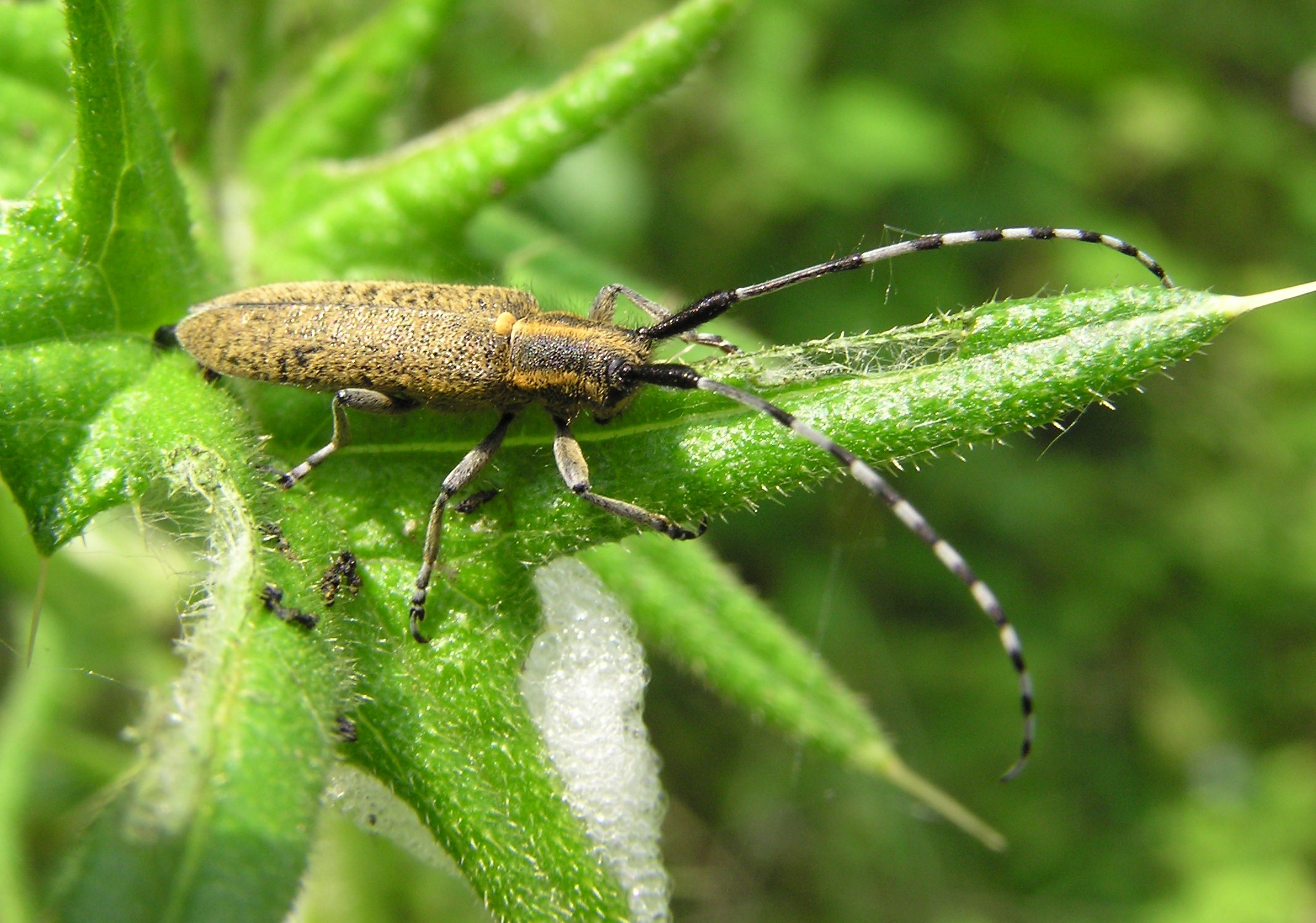 Agapanthia villosoviridescens is a locally uncommon longhorn beetle. The first specimen for the parish was found in June 2012 on the outskirts of the wood and was then only the third record for VC64.