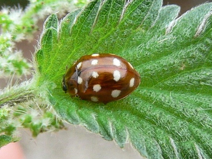 Cream-spot Ladybird Calvia quatuordecimguttata.