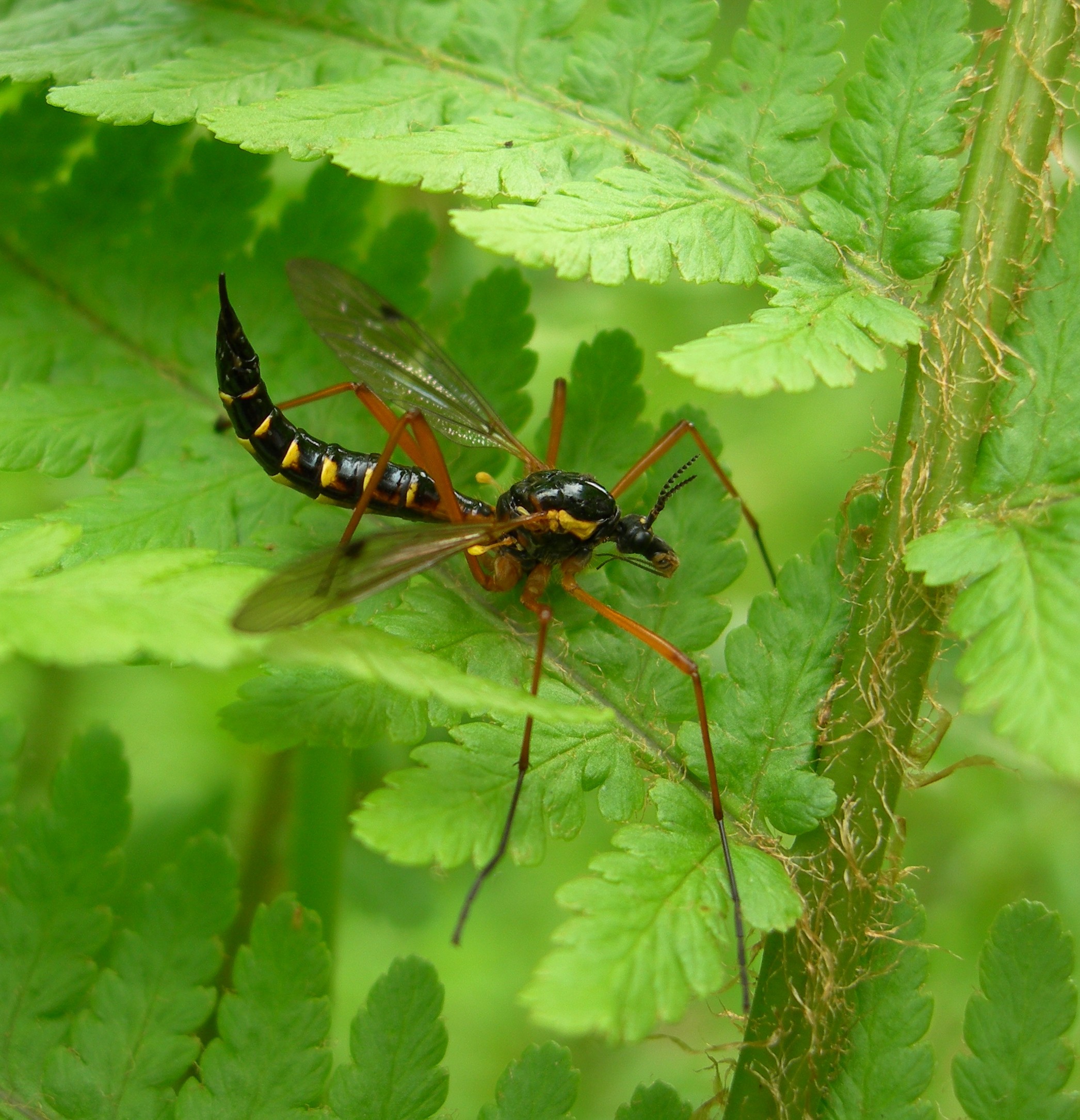 Ctenophora pectinicornis is a type of Crane fly. Photo © R. Baker