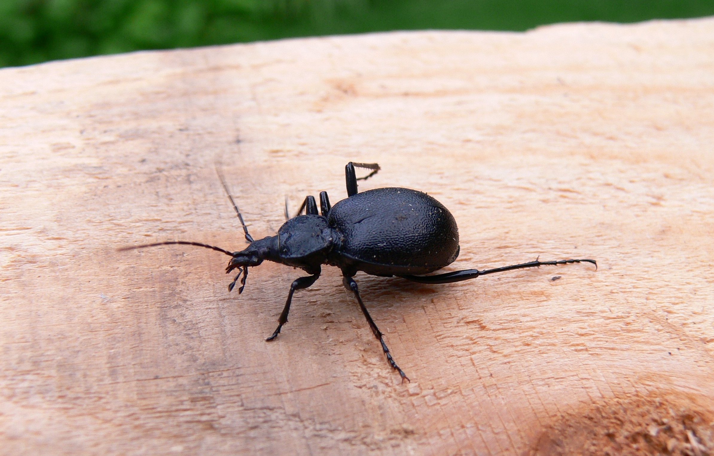 Cychrus caraboides is a snail eating beetle. Its head and pronotum are narrowed so that it can get into snails' shells. Its elytra are fused which better protects its body but means that it can no longer fly.