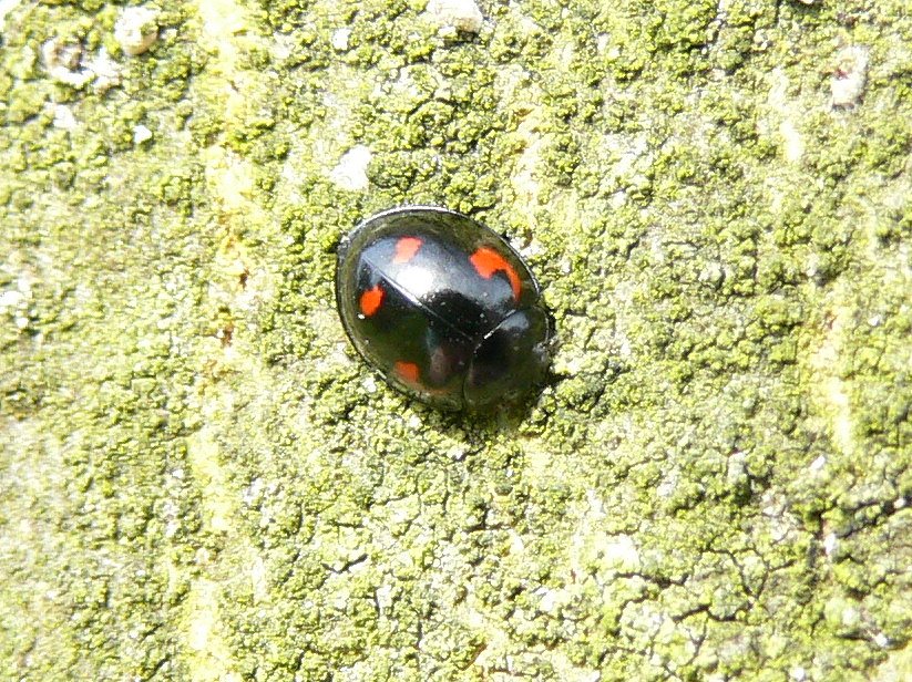 Pine Ladybird, Exochomus quadripustulatus, is usually found on the trunks and branches of smooth-barked trees.