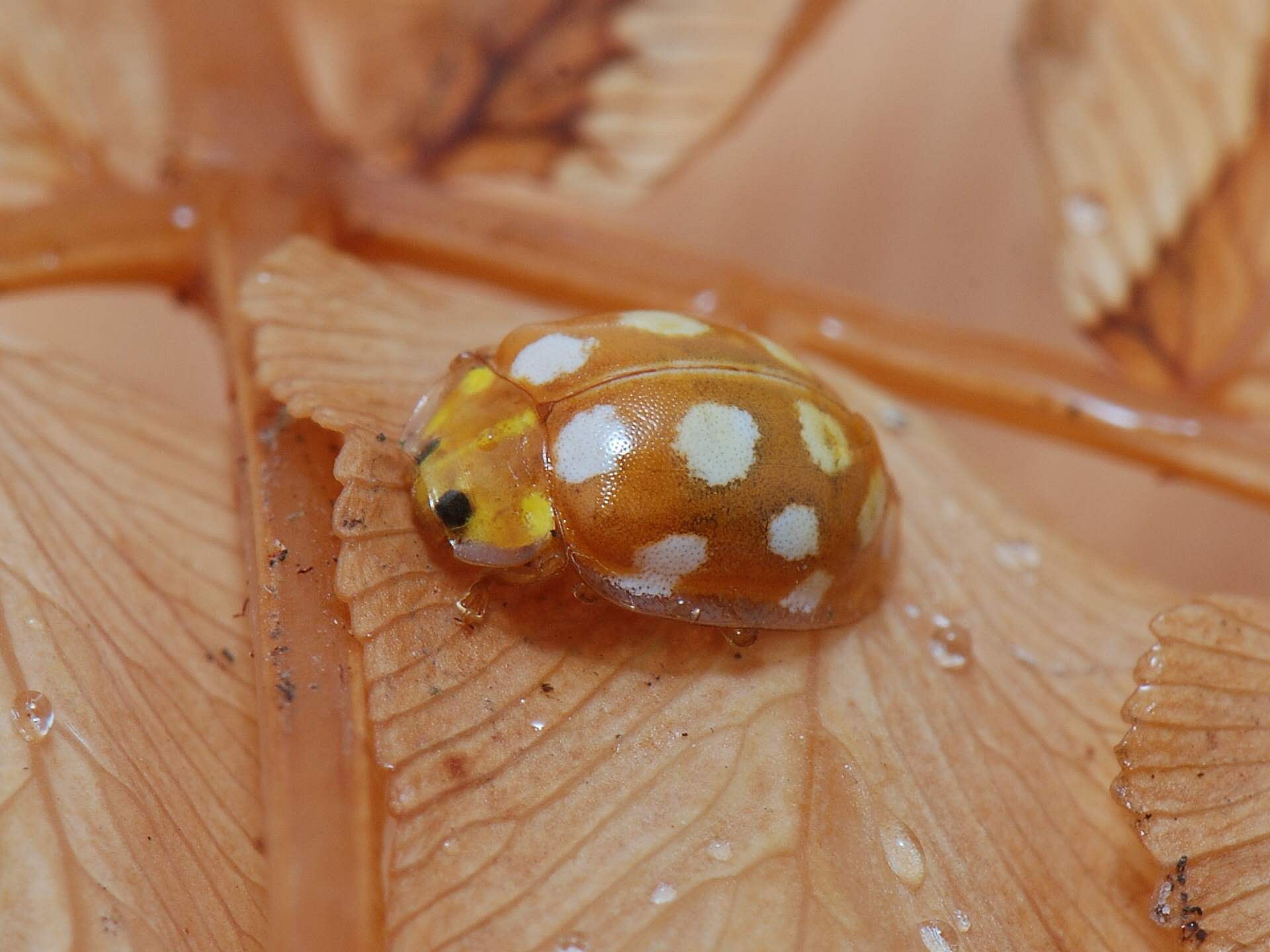 Orange Ladybird The Orange Ladybird, Halyzia sedecimguttata, used to be considered as an indicator of ancient woodland but has become widespread during the last 20 years as it is now commonly associated with sycamore trees.