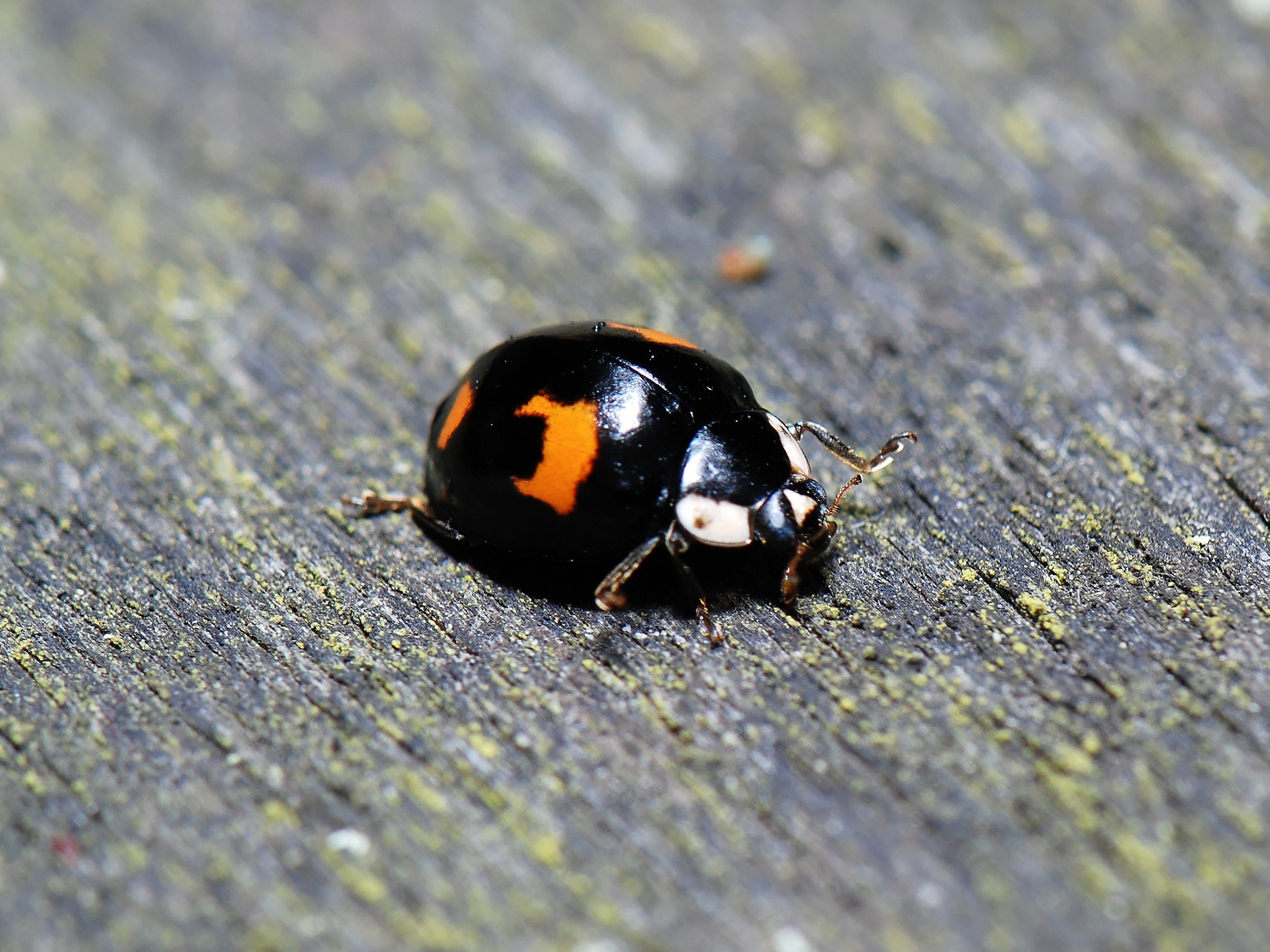 The Harlequin has many colour forms, Red on black, black on red, yellow on blackand black on orange.