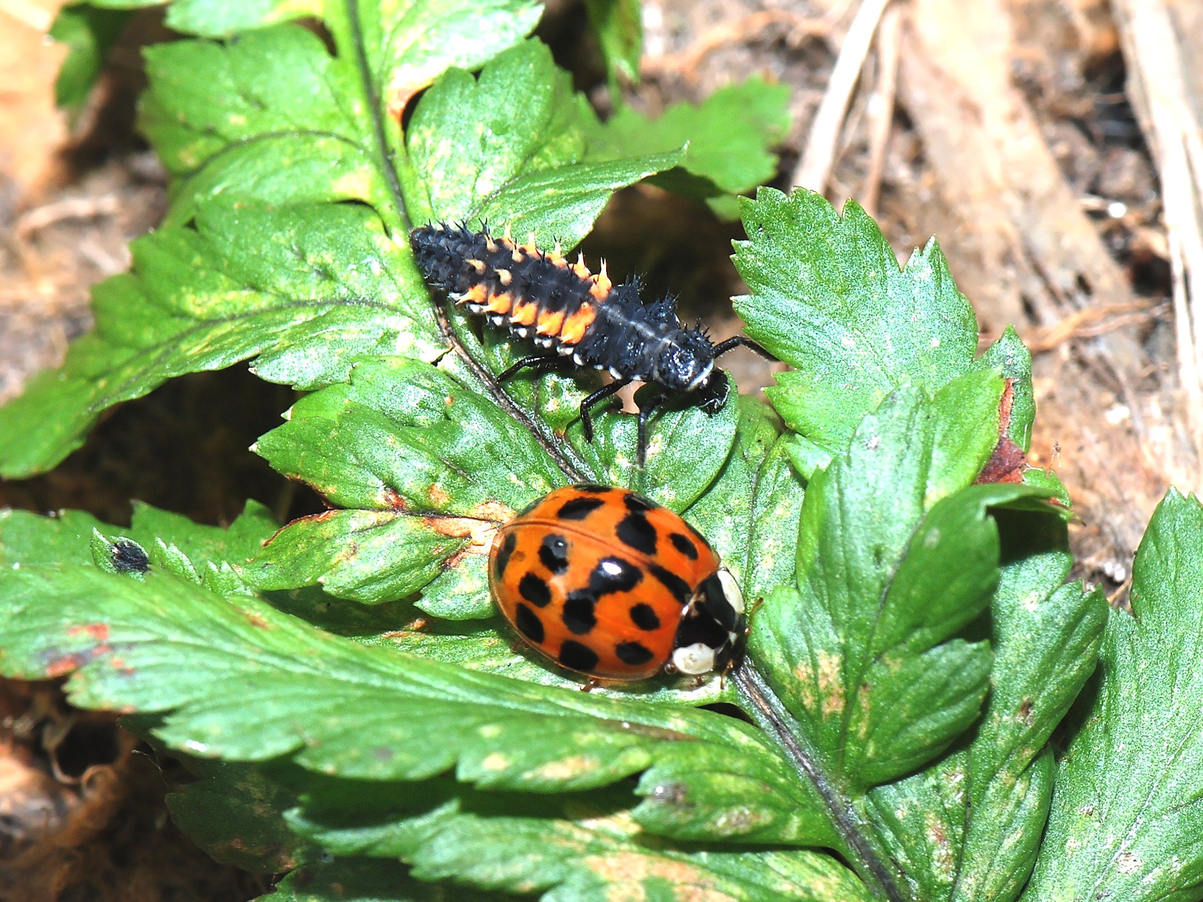 Harlequin and nymph