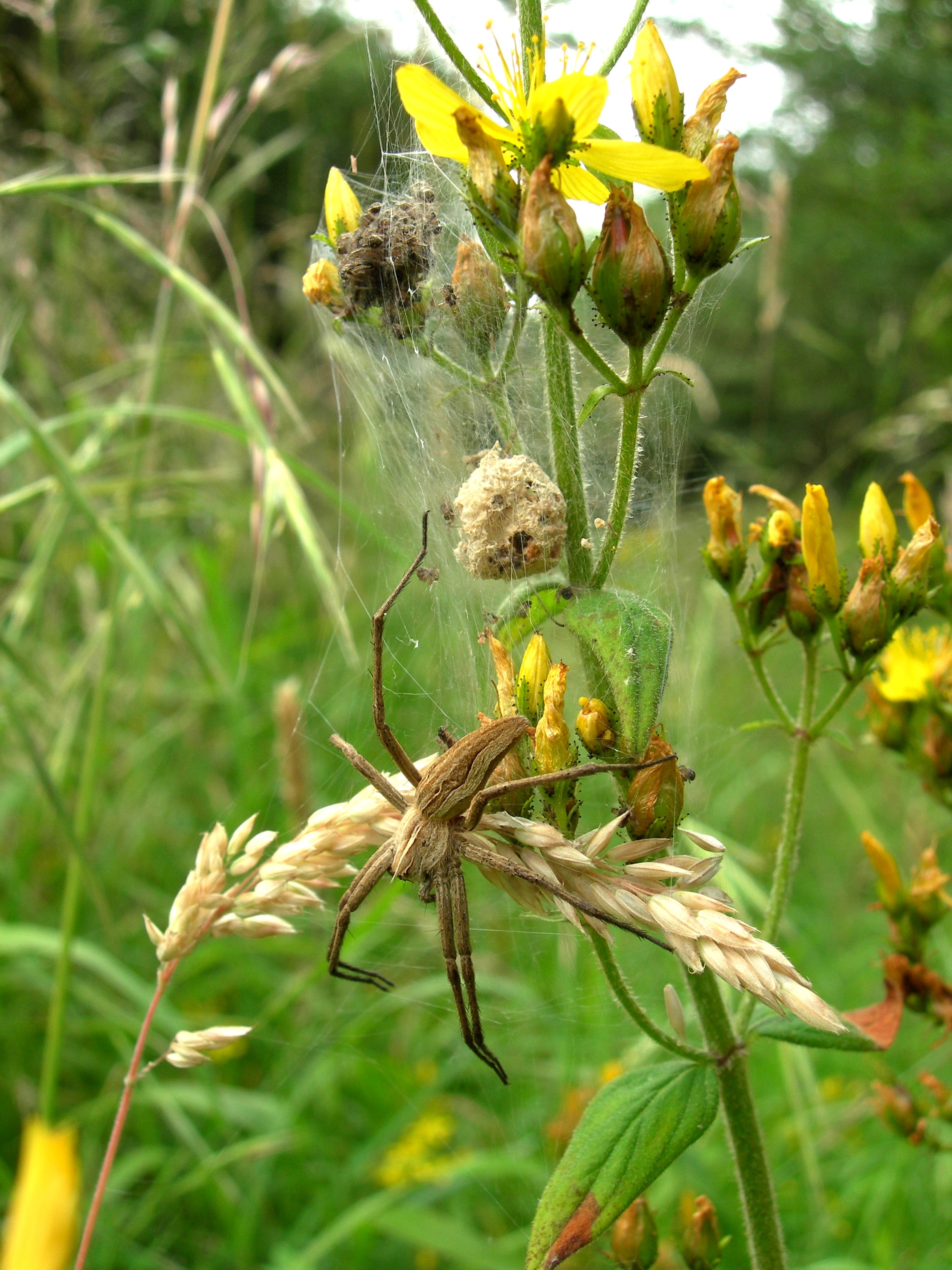  The Nursery-web spider, Pisaura mirabilis. Although there are only a handfull of records for our vice county (VC64), Ox Close has a healthy population of these arachnids. © R. Baker.