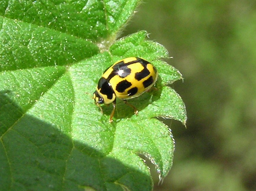 The 14-spot ladybird, Propylaea quatuordecimpunctata, is another aphid eater and can regularly seen hunting on brambles.