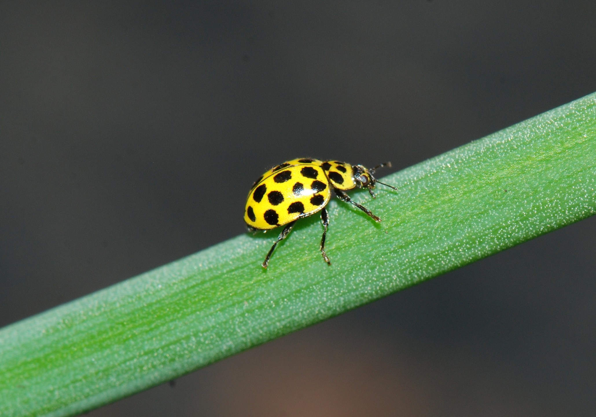 The Twenty-two spot Ladybird Psyllobora vigintiduopunctata