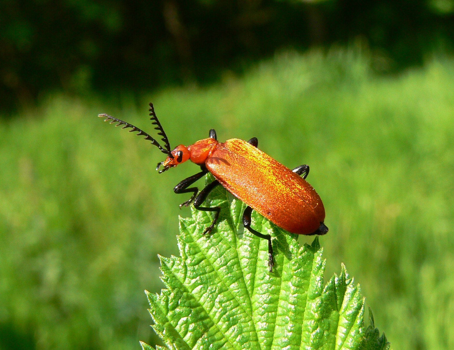 Pyrochroa serraticornis: The Cardinal Beetle