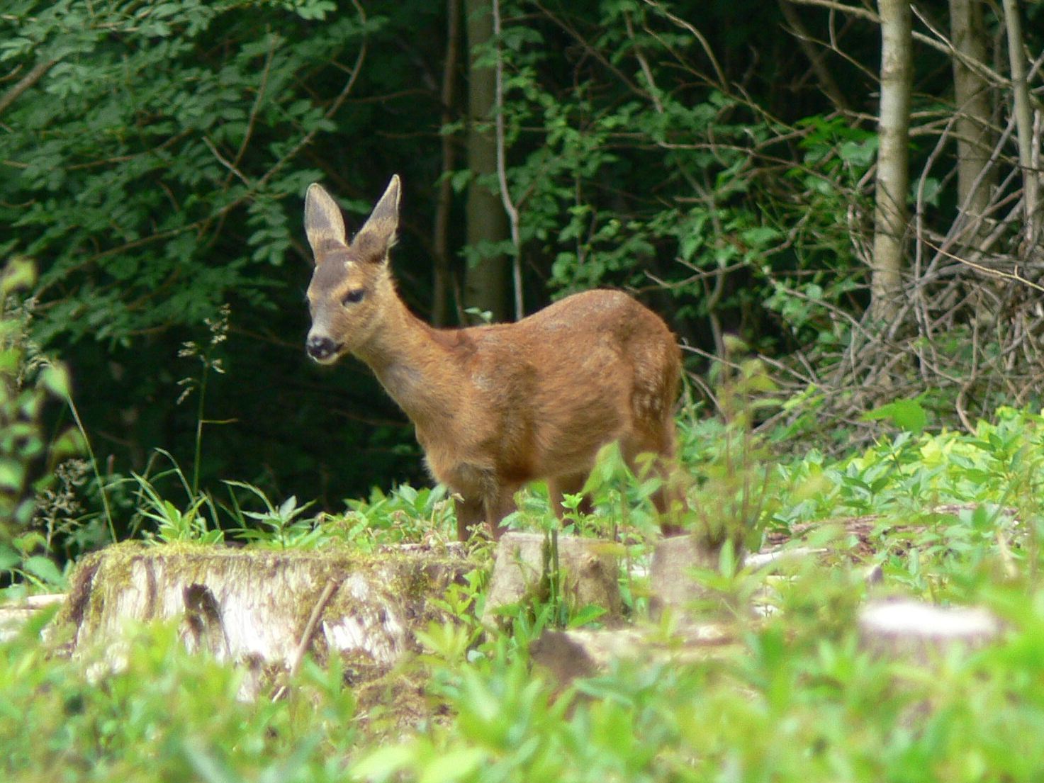 Up to four Roe Deer are frequently seen in the wood.