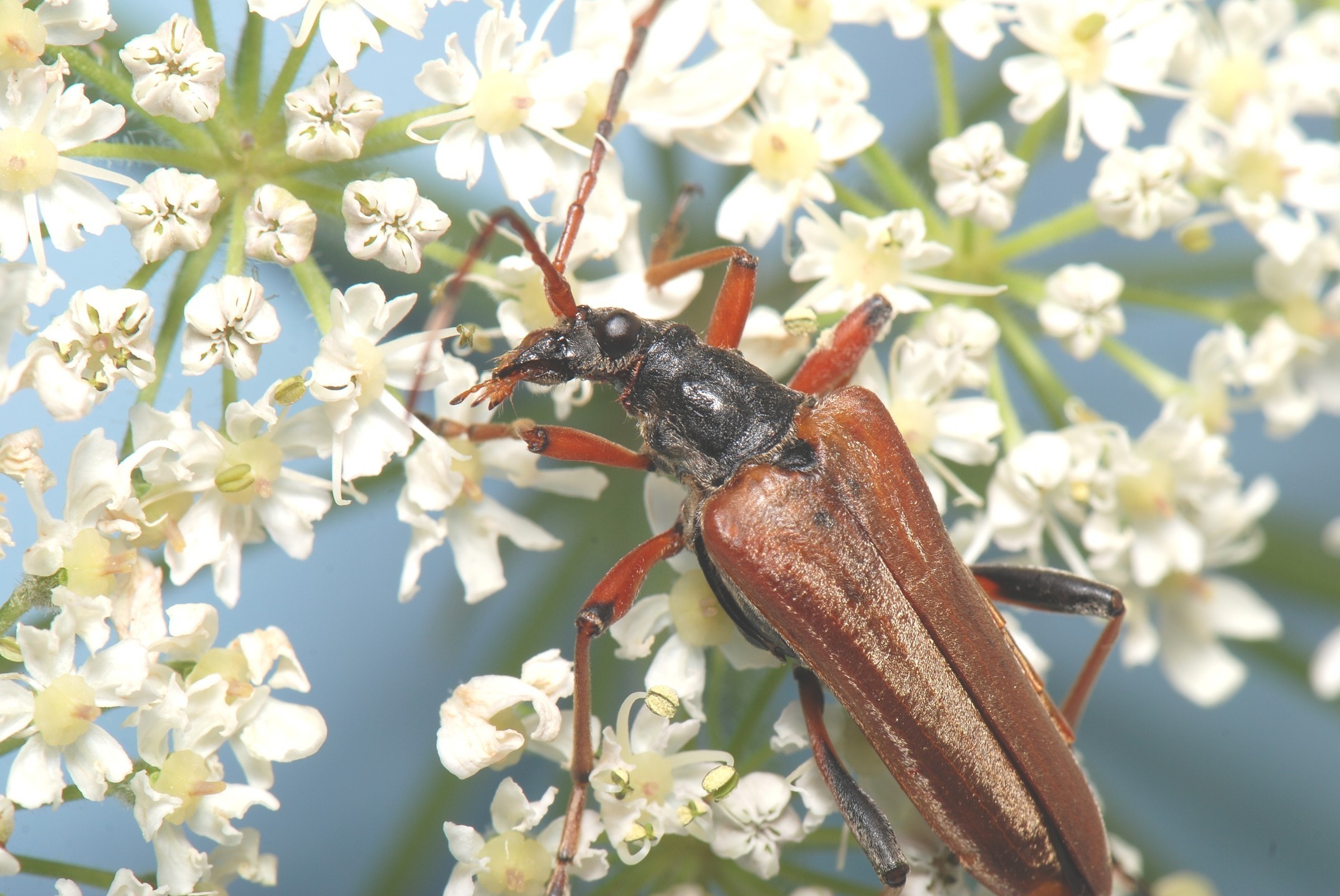 Stenocorus meridianus is another type of longhorn beetle.