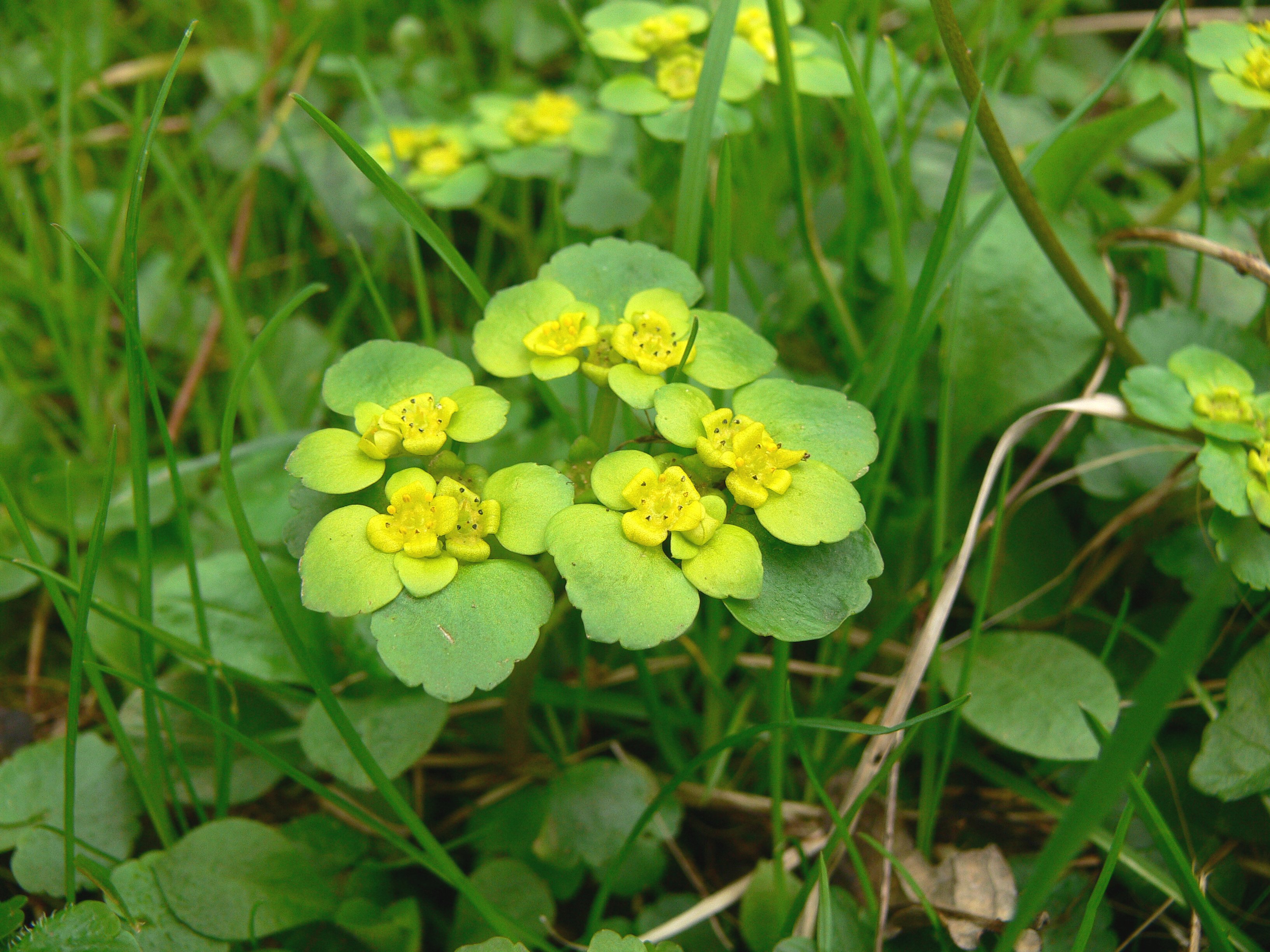 The Alternate-leaved Golden Saxifrage is larger than the more common Opposite-leaved Golden Saxifrage.