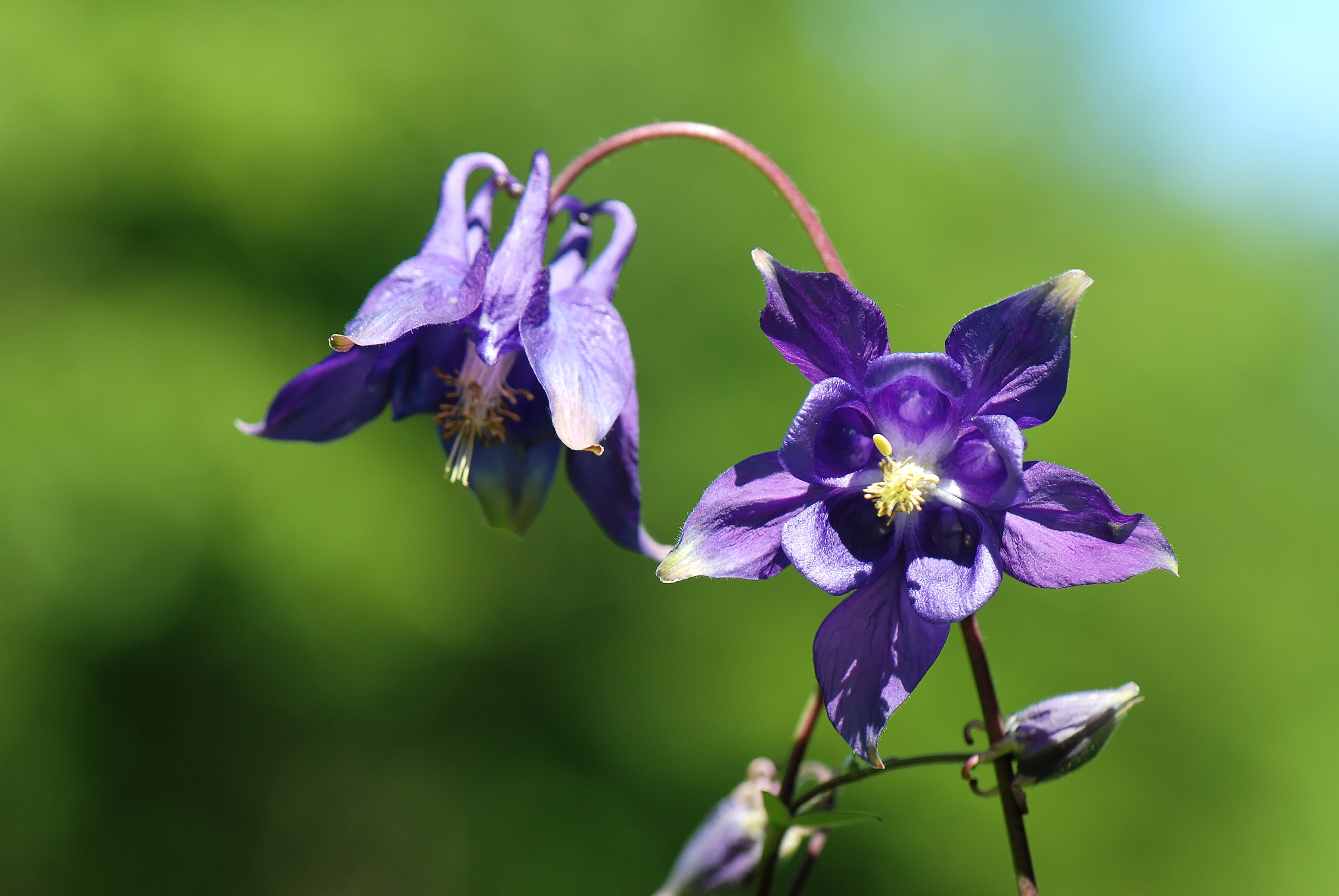 In the wild, Aquilegia is a very stately plant.