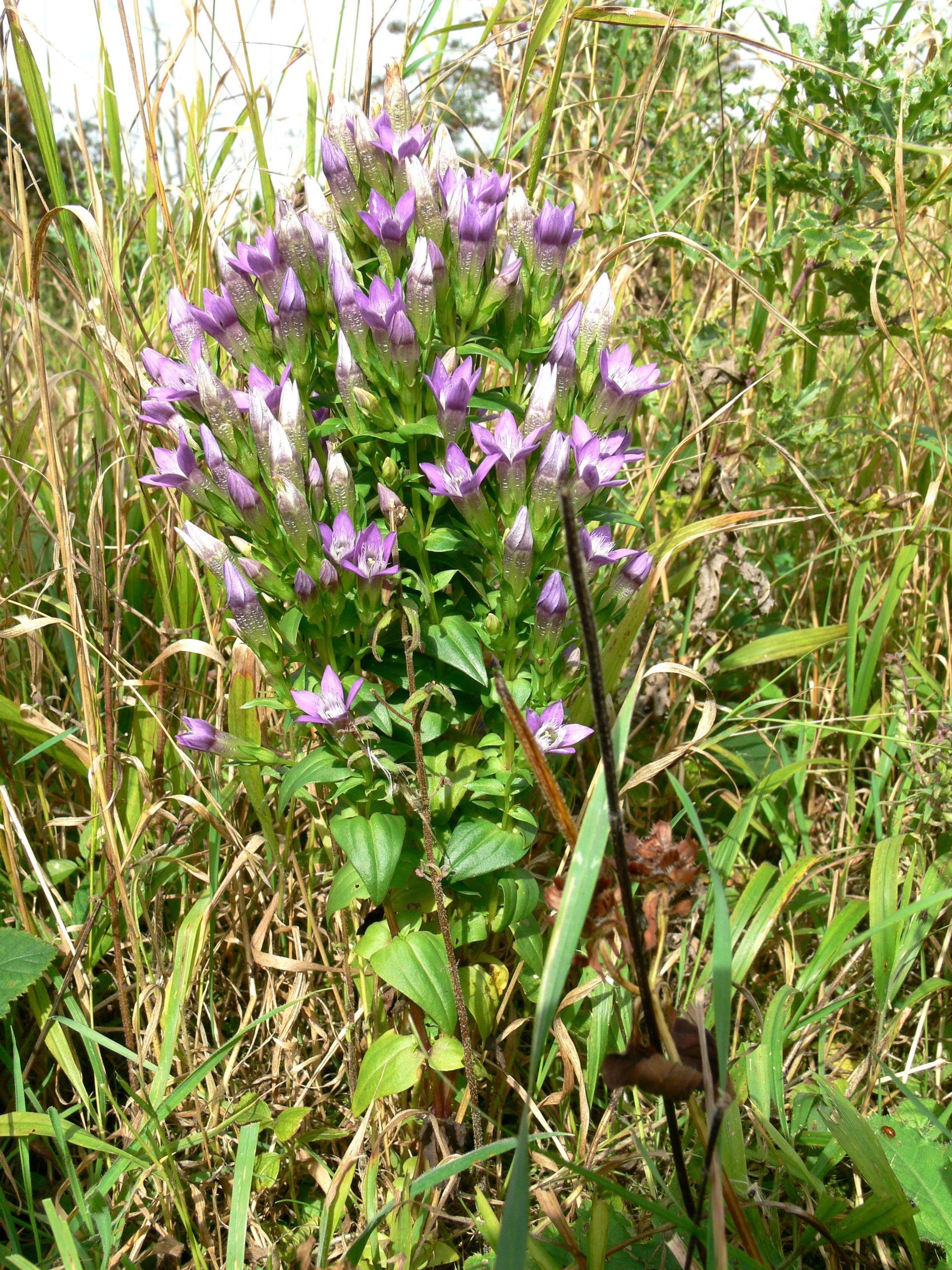 The wood has seen some splendid specimens of the Autumn Gentian up to 30cm tall.