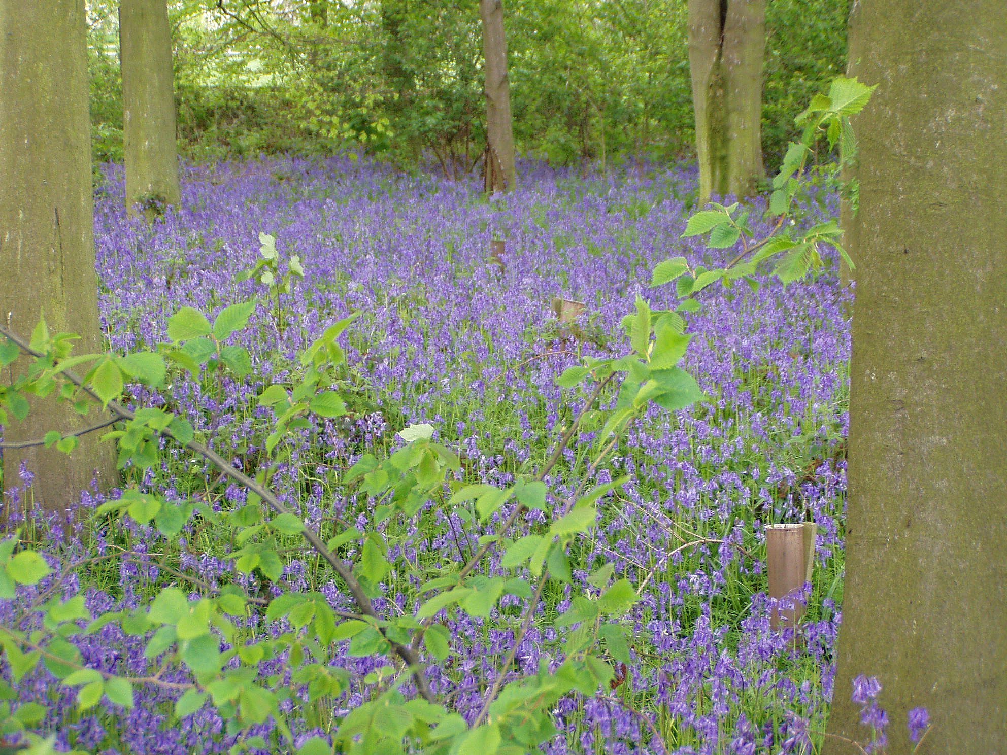 In the spring the wood is a haze of blue.