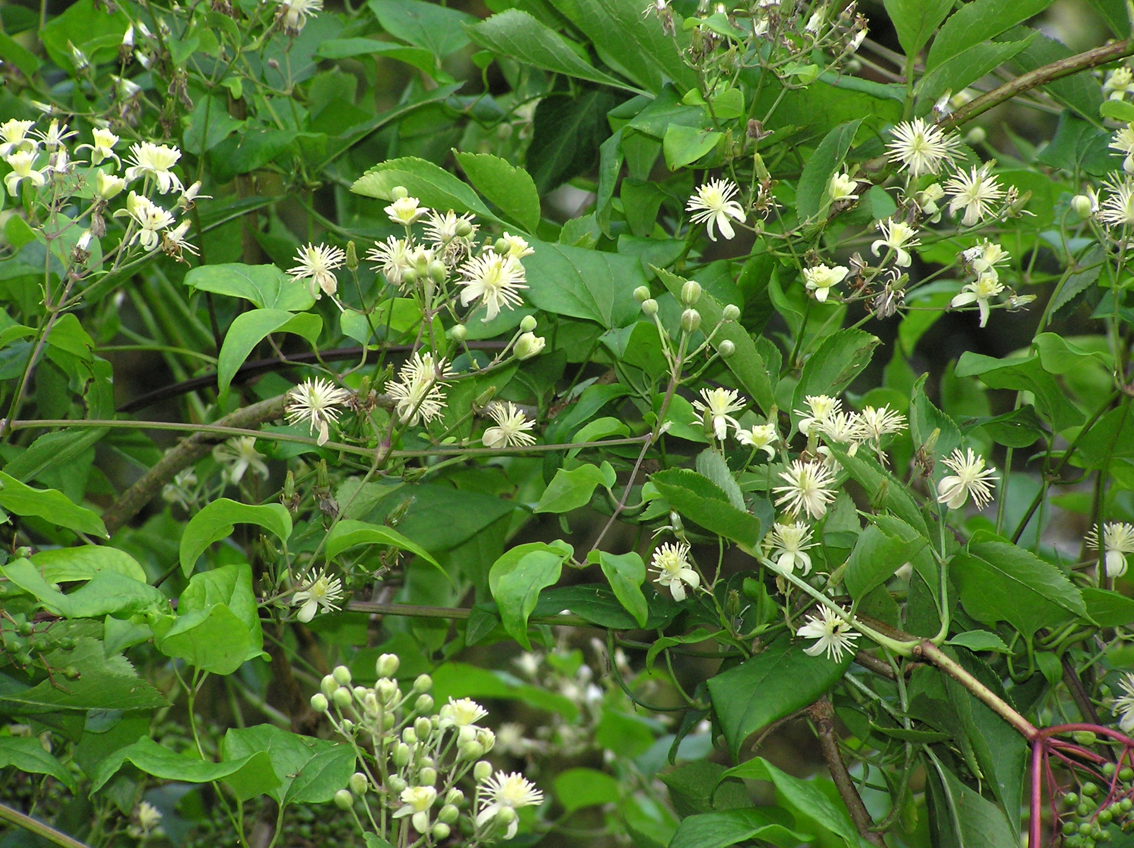 There are two specimens of Traveller's-joy, Clematis vitalba, in the wood. Although common in the South of England, here in the north this plant has a local distribution with only a scattering of plants from here to southern Scotland. Further plants can be found along the side of the road between Wetherby and Walton and at the top end of Collingham.