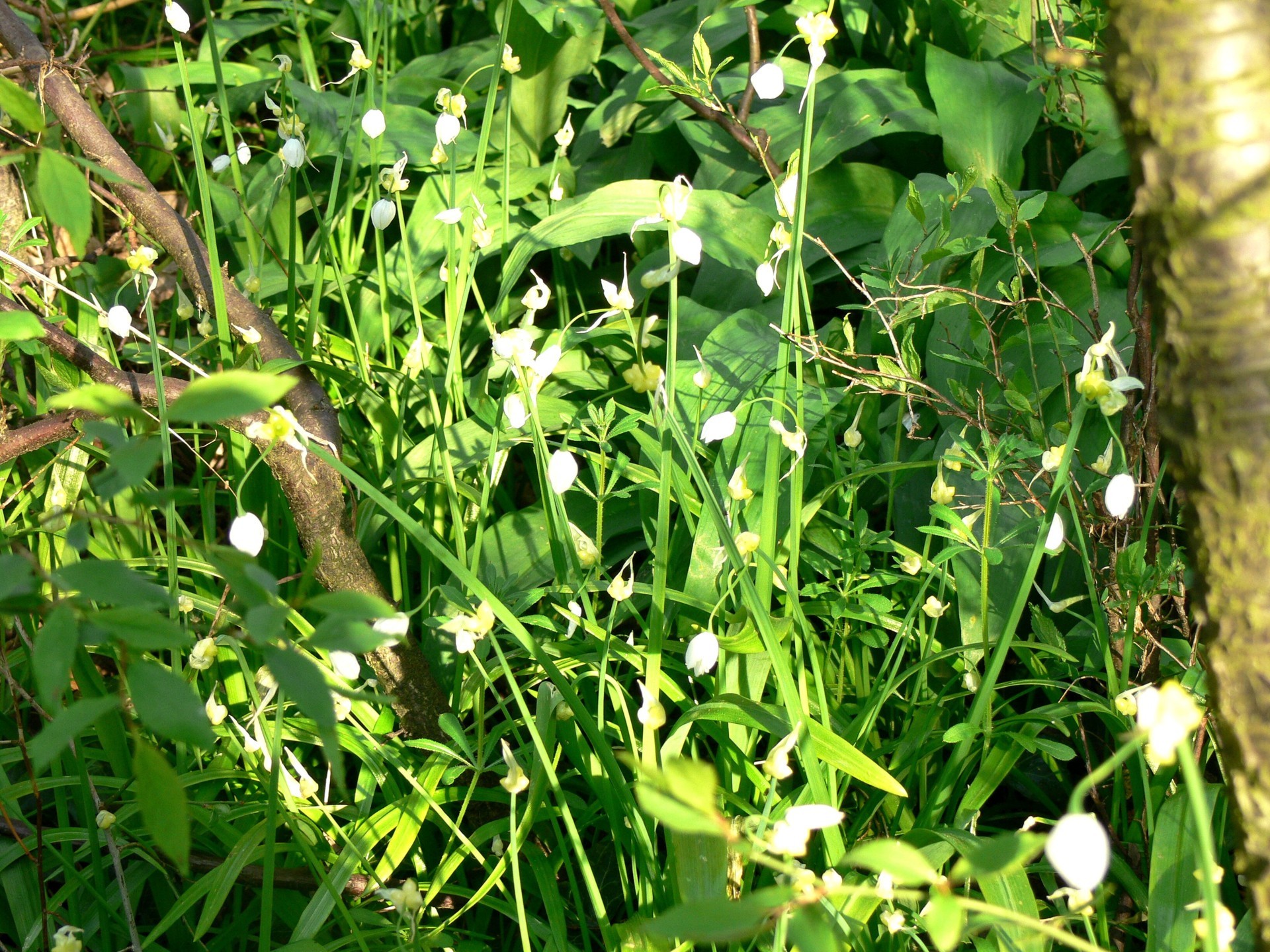  The Few-flowered Garlic can be found on the damp river bank.