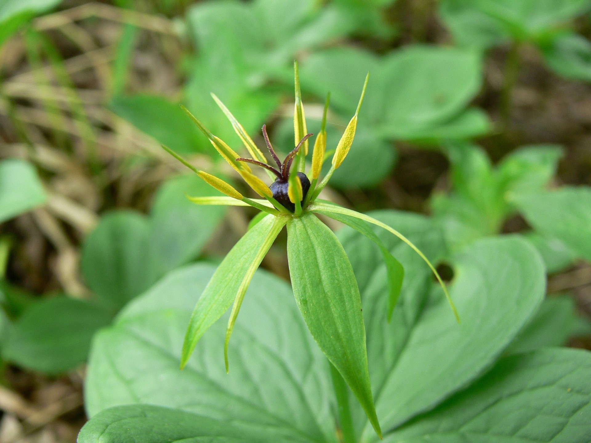 Herb Paris is another plant that favours the limestone conditions.