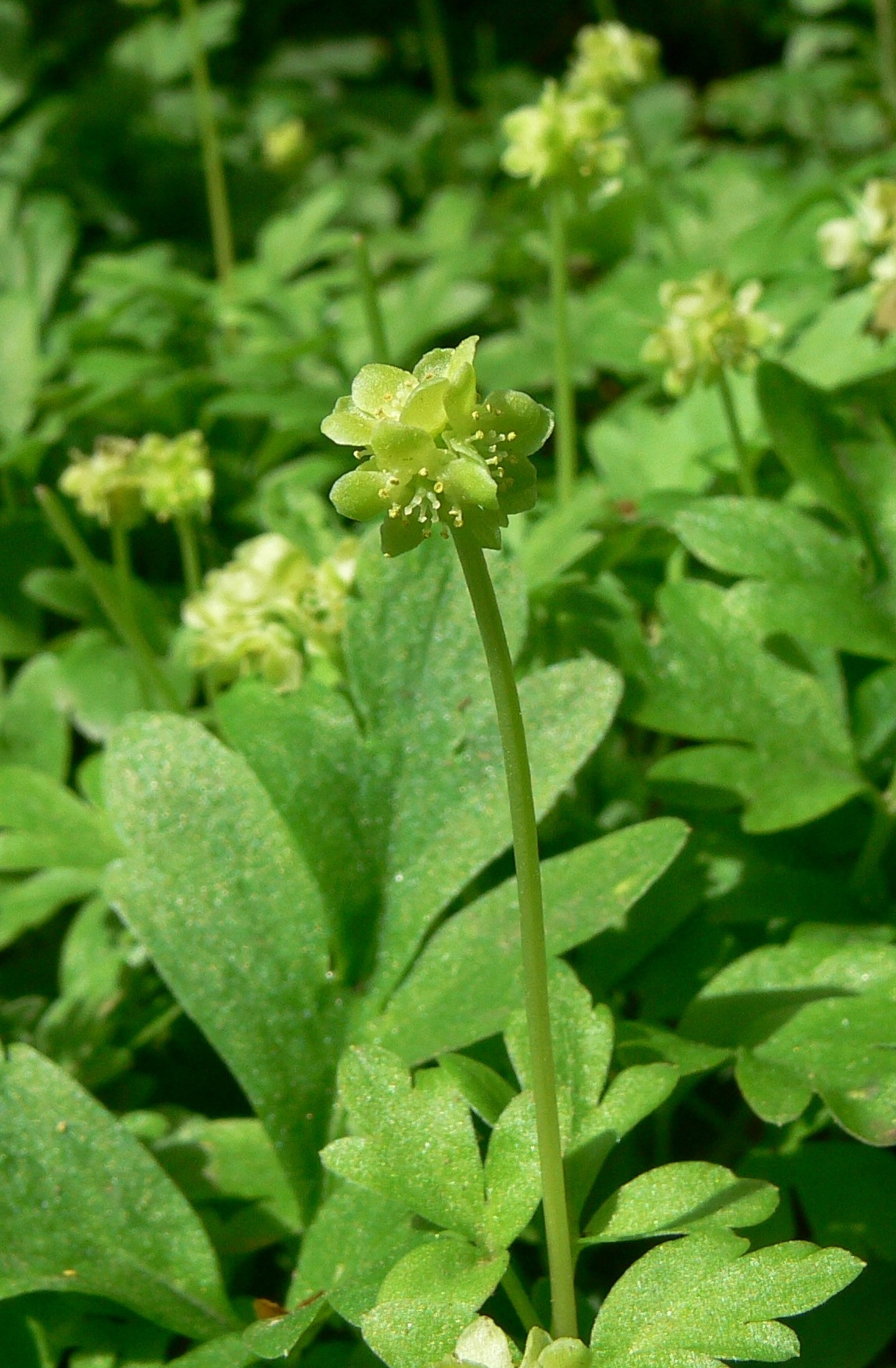 Moschatel gets its common name of "Town Hall Clock" from its flowers that are arranged in a square with a fifth on the top.