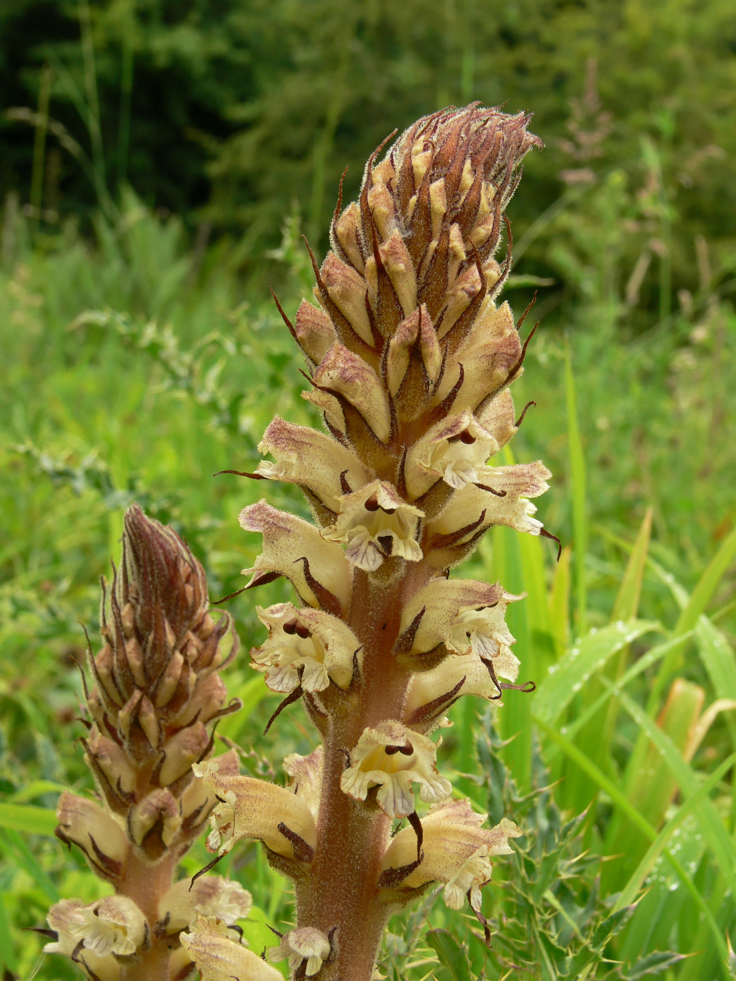  Thistle Broomrape, Orobanche reticulata, is parasitic upon thistles; usually Creeping Thistle but in the wood has been found also on Spear Thistle. It is rare and is found only in Yorkshire at about 12 sites; hence its other common name of Yorkshire Broomrape.