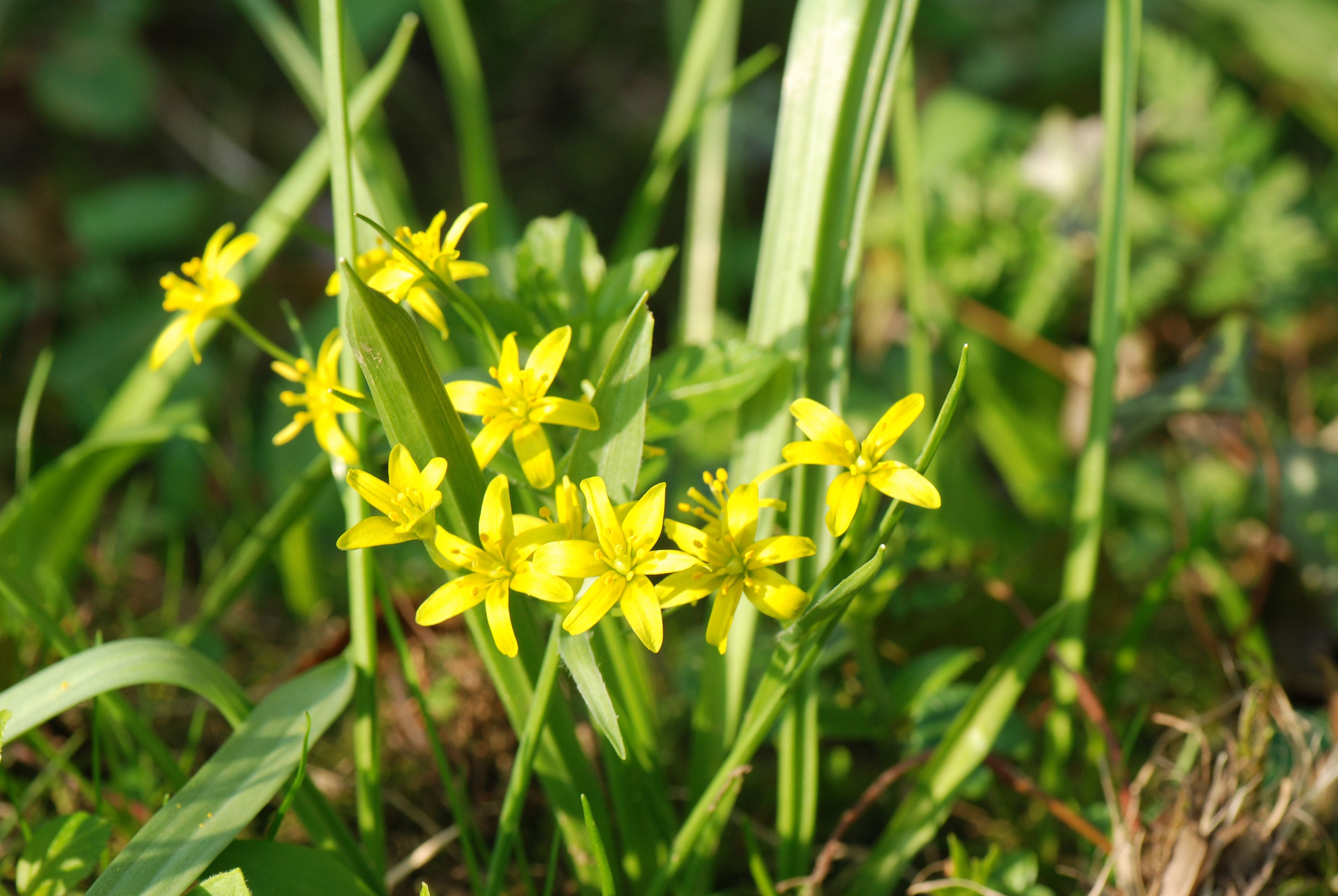 The Yellow Star of Bethlehem enjoys the damp conditions of the river bank but it is very short flowered so timing is critical in order to see it.