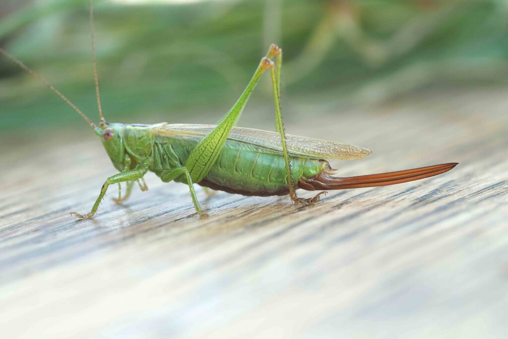 Long-winged Conehead
