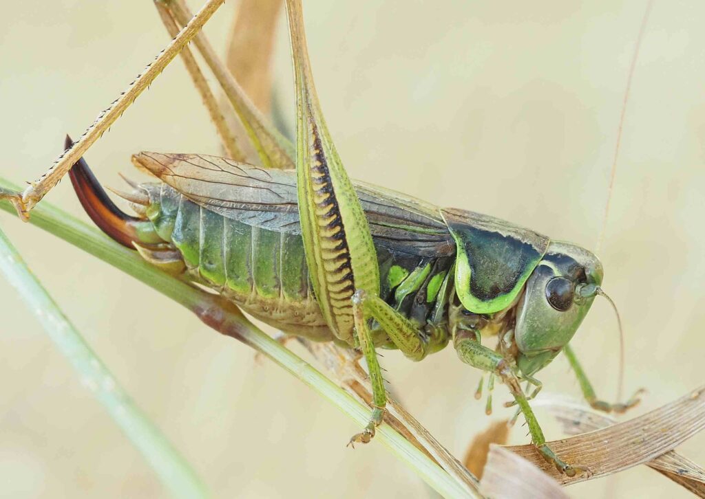 Roesel's Bush Cricket