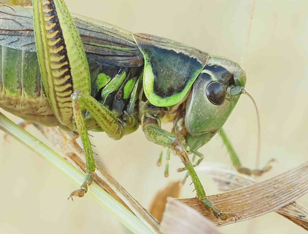 Roesel's Bush Cricket